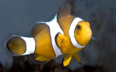 Επίσκεψη στο Ενυδρείο  (Cretaquarium) στο Ηράκλειο Κρήτης