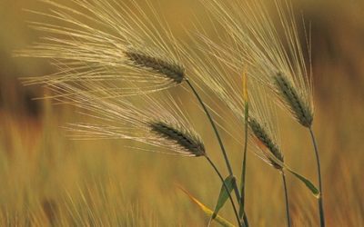 Απολογισμός Πεπραγμένων Ετήσιας Γενικής Συνέλευσης